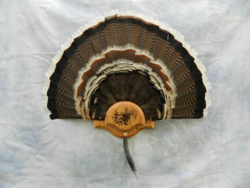 Turkey tail fan mount; Vail, Colorado