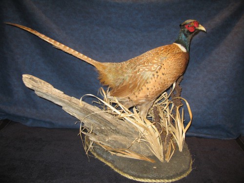 Buff ringneck pheasant mount; Watertown, South Dakota