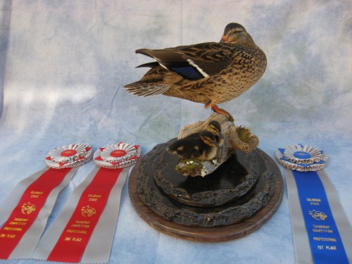 Mallard hen and ducklings mount; Colorado Taxidermy Competition award winner