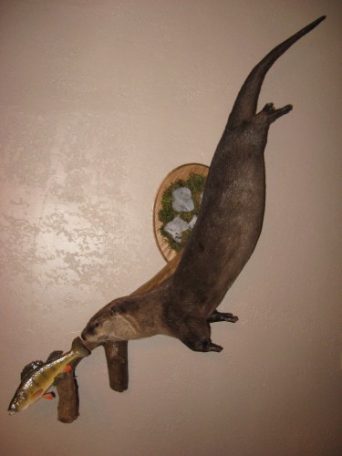 Otter mount chasing perch; Missouri