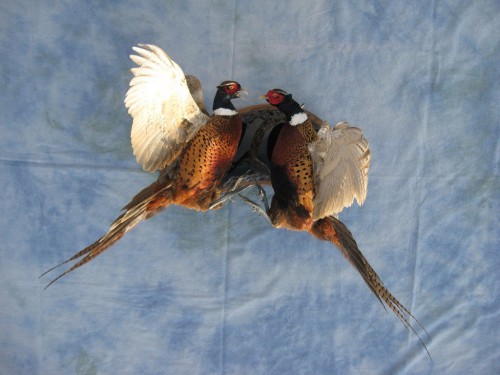 Fighting ringneck pheasants mount; Sioux Falls, South Dakota