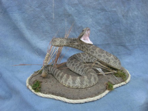 Diamondback rattlesnake mount; eastern Colorado