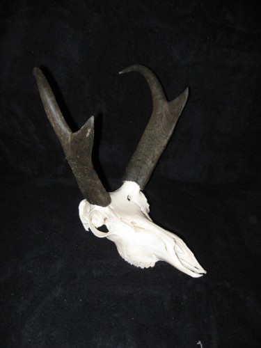 Antelope European skull mount; Rapid City, South Dakota