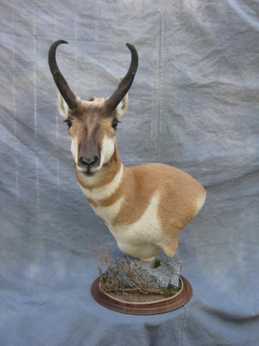 Antelope pedestal game head mount; Pueblo, Colorado