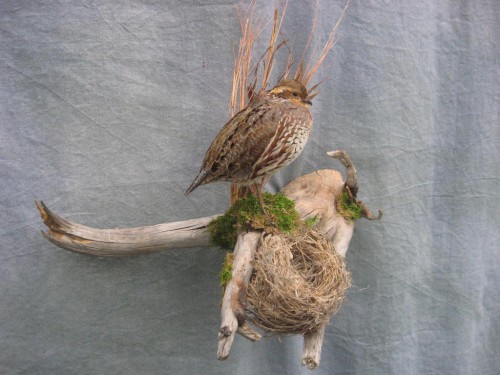 Bobwhite quail hen mount; Denver, Colorado