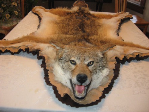 Coyote rug mount; Billings, Montana