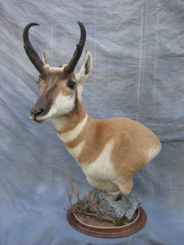 Antelope pedestal game head mount; Pueblo, Colorado
