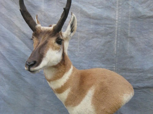 Antelope pedestal mount game head; Pueblo, Colorado