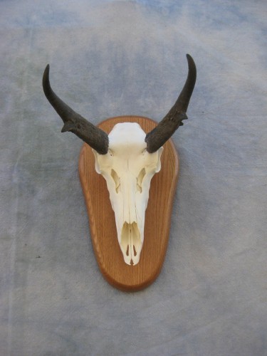 Antelope European skull mount; Grand Junction, Colorado