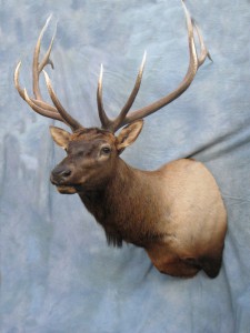 Elk shoulder mount game head; Denver, Colorado