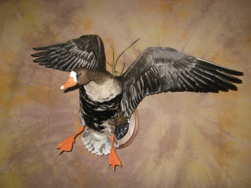 Landing speckle belly goose mount; Saskatchewan, Canada