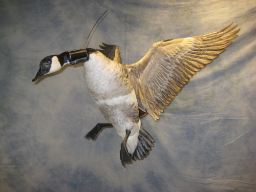 Canada goose mount with radio collar; Montana