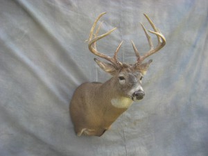 Whitetail deer shoulder mount; Clark, South Dakota
