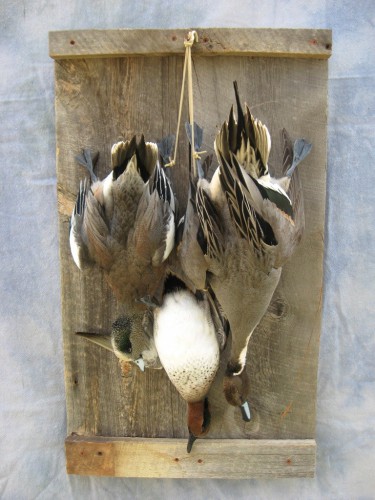 Dead puddle duck trio mount; Watertown, South Dakota