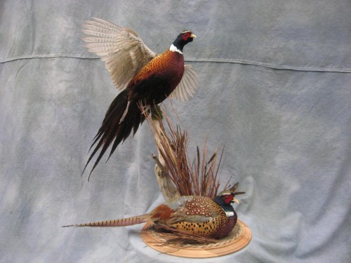 Double ringneck pheasant mount; Kansas