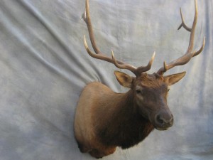 Elk shoulder mount game head; Craig, Colorado
