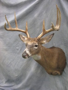 Whitetail deer shoulder mount; Clark, South Dakota