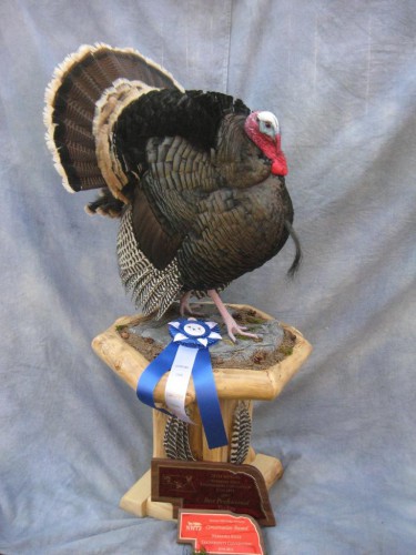 Merriam's turkey mount; Award winner at Nebraska State Taxidermy Competition