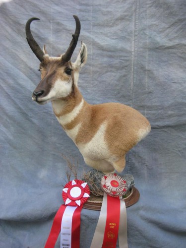 Antelope mount; Award winner at Colorado State Taxidermy Competition