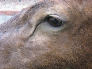 Elk shoulder game head mount - eye; Denver, Colorado