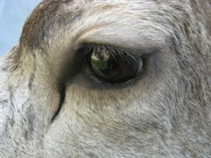 Mule deer shoulder mount - eye closeup; Fairplay, Colorado