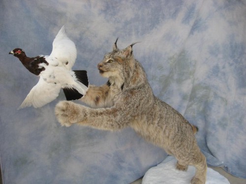 Lynx and ptarmigan mount; Alaska