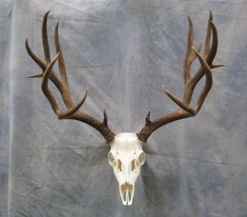 Mule deer European skull mount; Rocky Mountains, Colorado