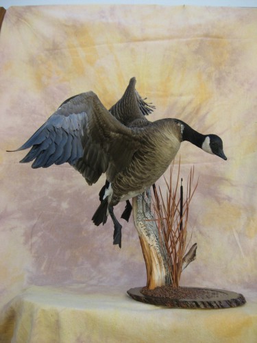 Lesser Canada goose mount; Pierre, South Dakota