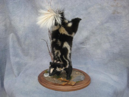 Spotted skunk mount; Washington
