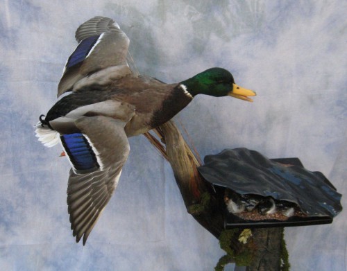 Mallard duck mount; Aberdeen, South Dakota