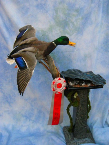 Mallard duck mount; Aberdeen, South Dakota
