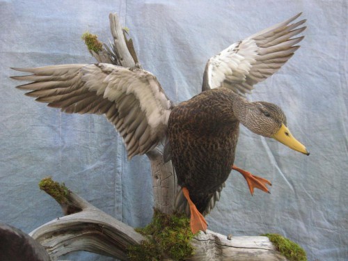 Black duck drake mount; Saskatchewan, Canada