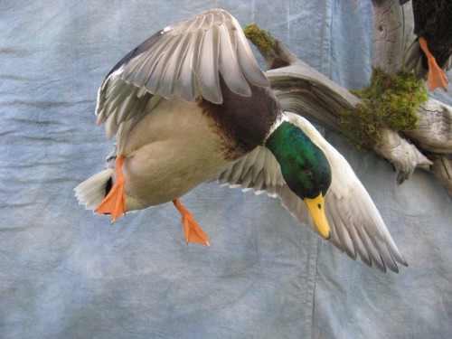Mallard drake duck mount; Sioux Falls, South Dakota