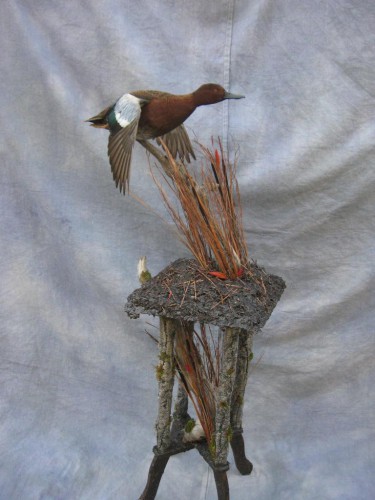 Cinnamon teal duck mount; Denver, Colorado