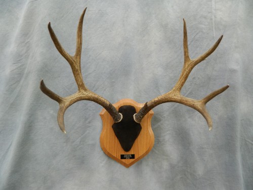 Deer antler plaque mount; Longmont, Colorado