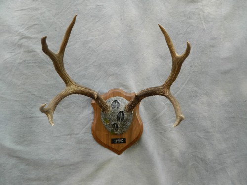 Deer antler plaque mount; Boulder, Colorado