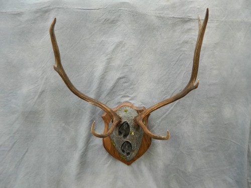 Deer antler plaque mount; Rocky Mountains, Colorado