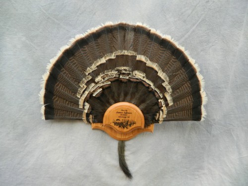 Turkey tail fan mount; Beaver Creek, Colorado