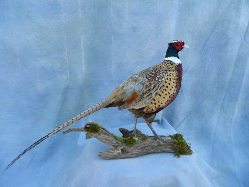 Ringneck pheasant mount; Fort Collins, Colorado