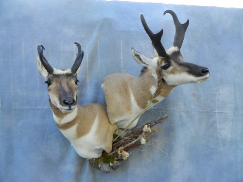 Antelope pair shoulder mount; Cheyenne, Wyoming