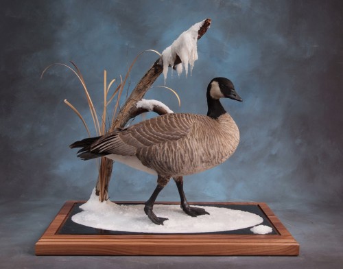 Canada goose mount; Brush, Colorado