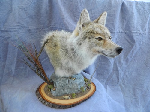 Coyote pedestal mount game head; Craig, Colorado
