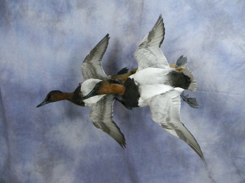 Canvasback drake duck pair mount; Arkansas