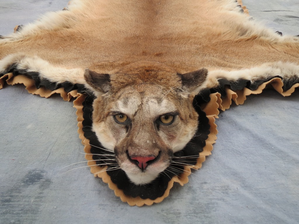 [Linked Image from showpiecetaxidermy.com]