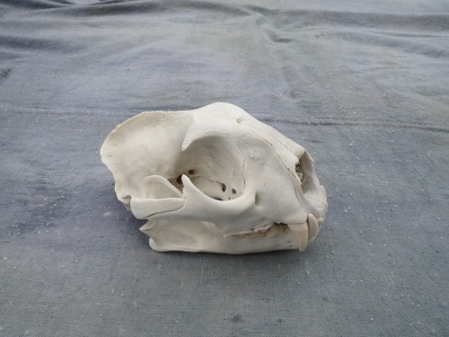 Mountain lion skull mount; Rifle, Colorado