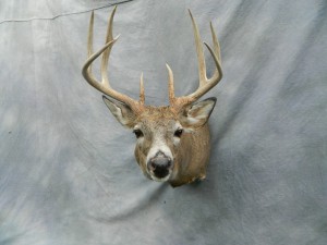 Whitetail deer mount game head; Grand Island, Nebraska
