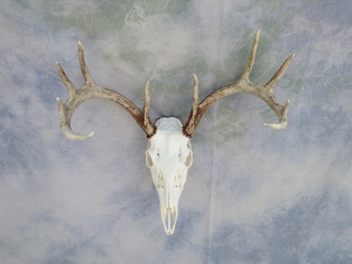 Whitetail European skull mount; Huron, South Dakota