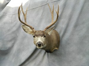 Mule deer shoulder mount game head; Walden, Colorado