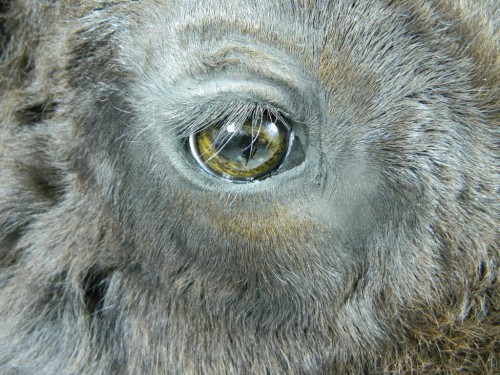Bison / buffalo game head mount - eye closeup; Rapid City, South Dakota