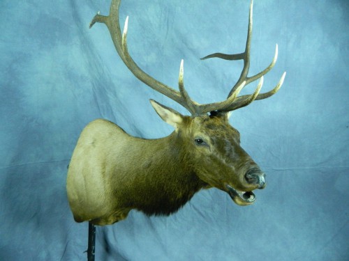Bugling elk shoulder mount; Rapid City, South Dakota